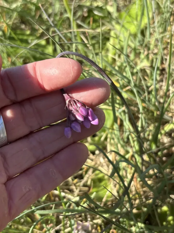 Nodding onion