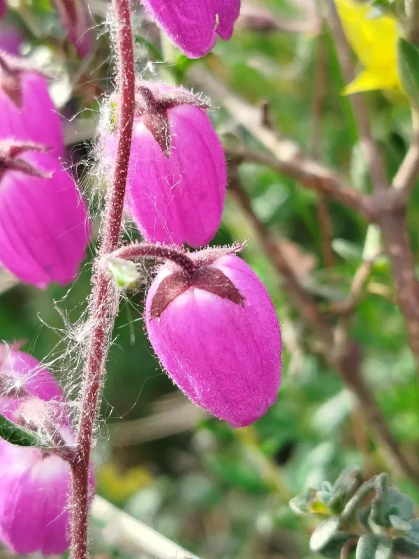 Daboecia cantabrica