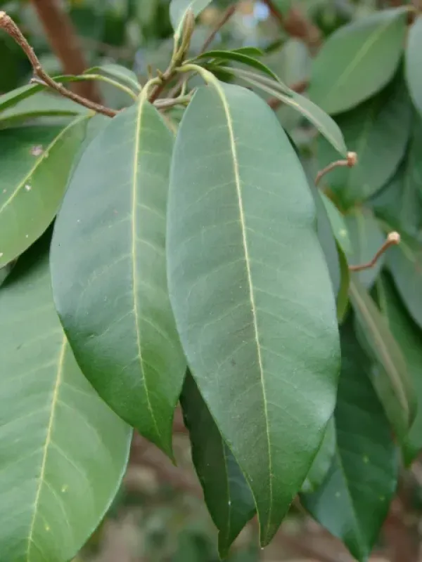 Esenbeckia leiocarpa