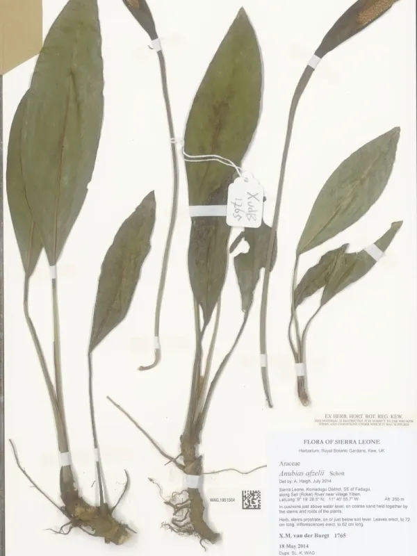 Anubias afzelii