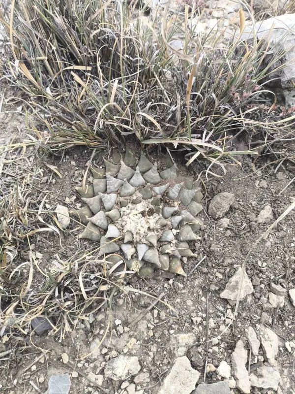 Ariocarpus retusus