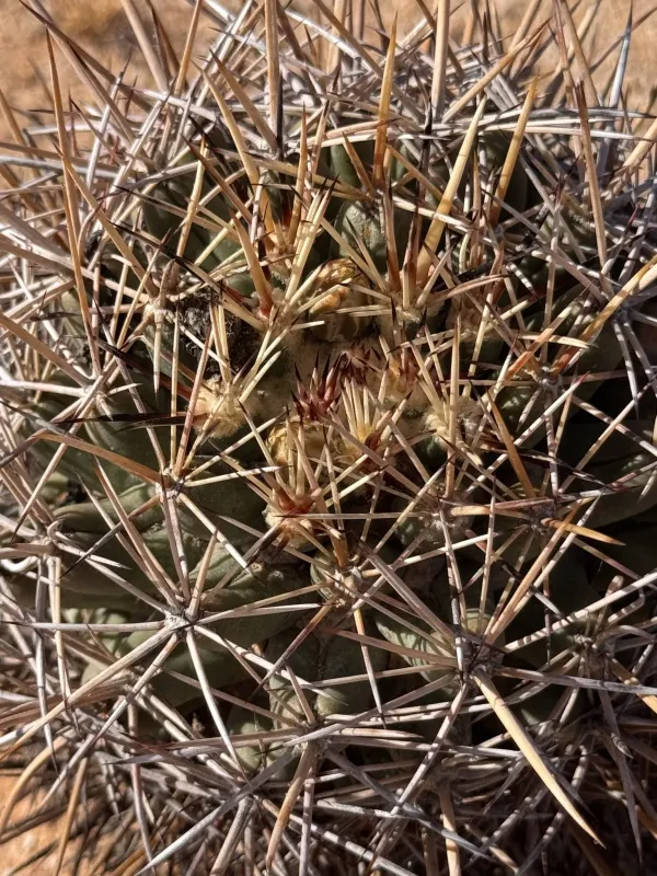 Coryphantha robustispina