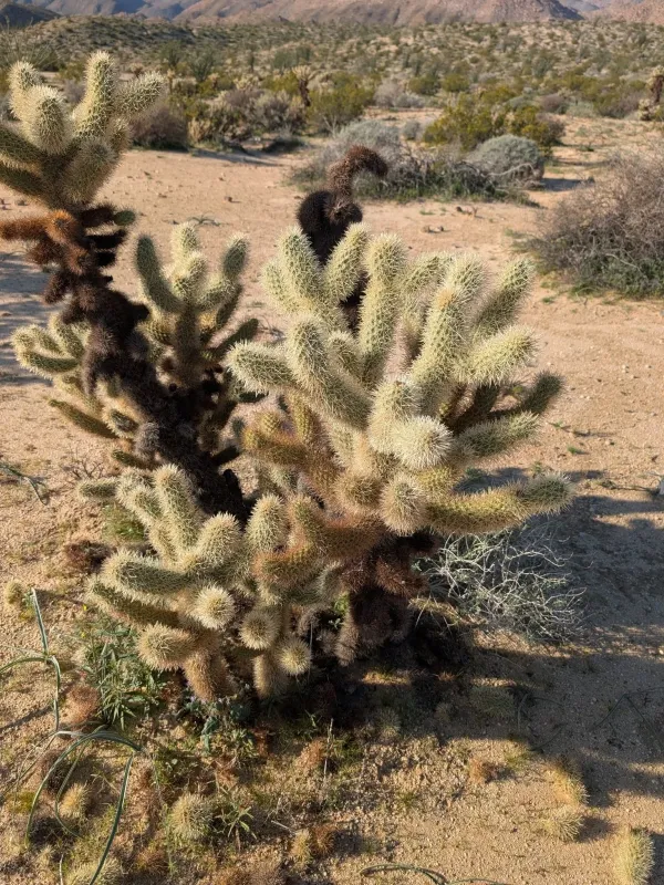 Teddy bear cholla