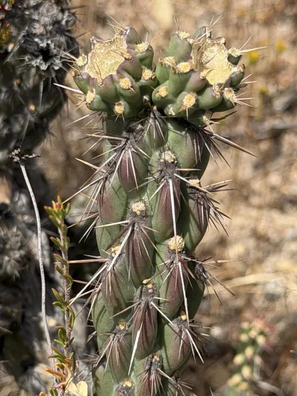 California cholla