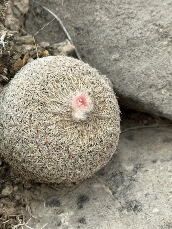 Epithelantha micromeris
