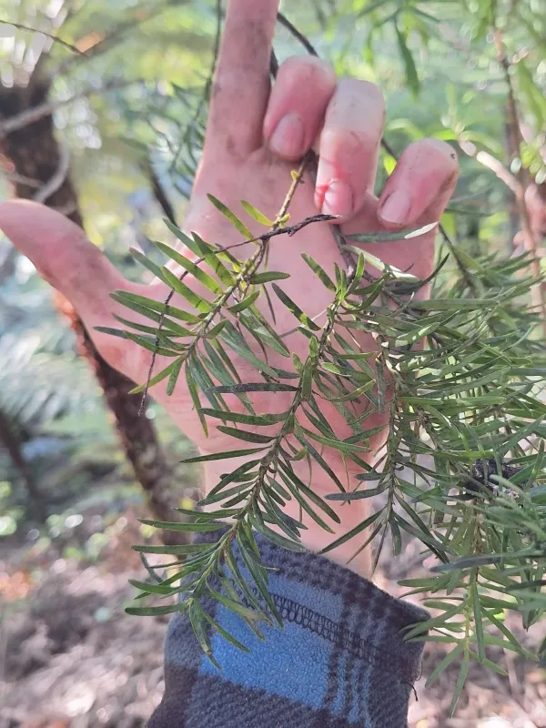 Dacrydium kirkii