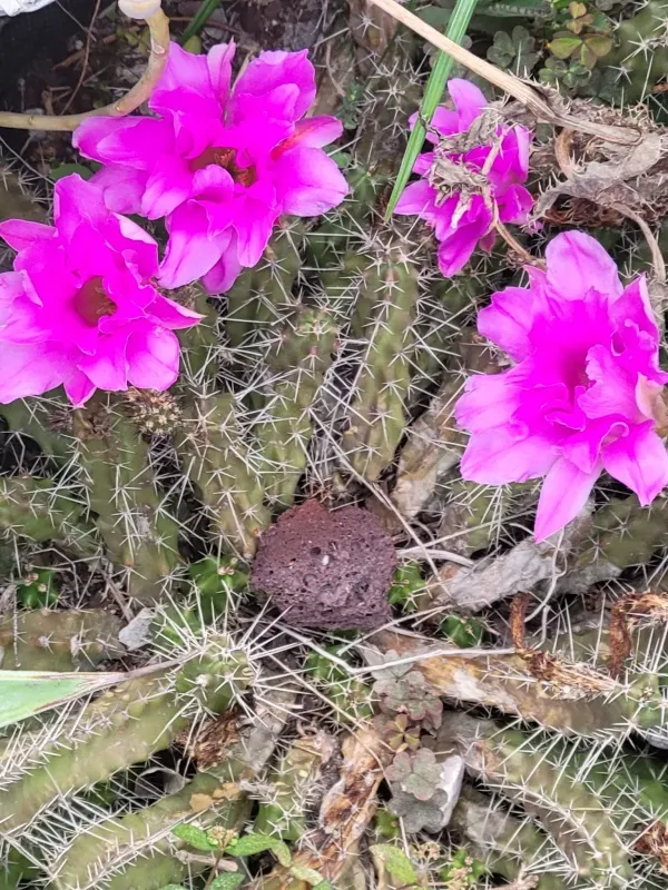 Echinocereus pentalophus