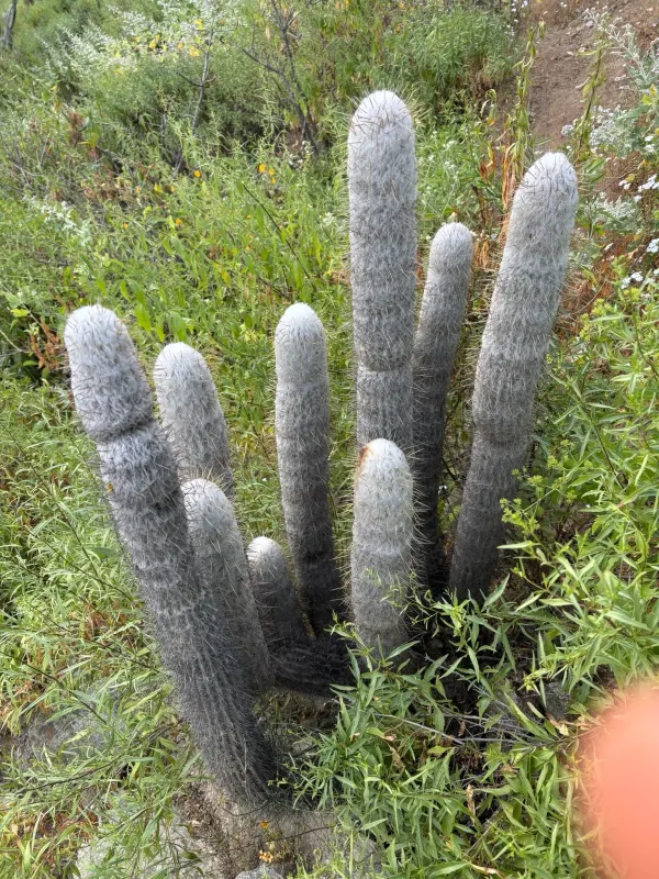 Espostoa melanostele