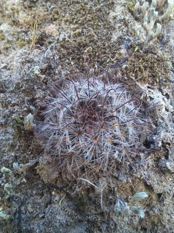 Mammillaria bocasana