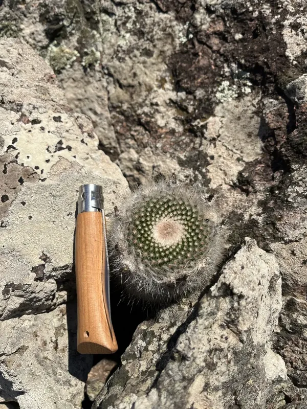 Notocactus scopa
