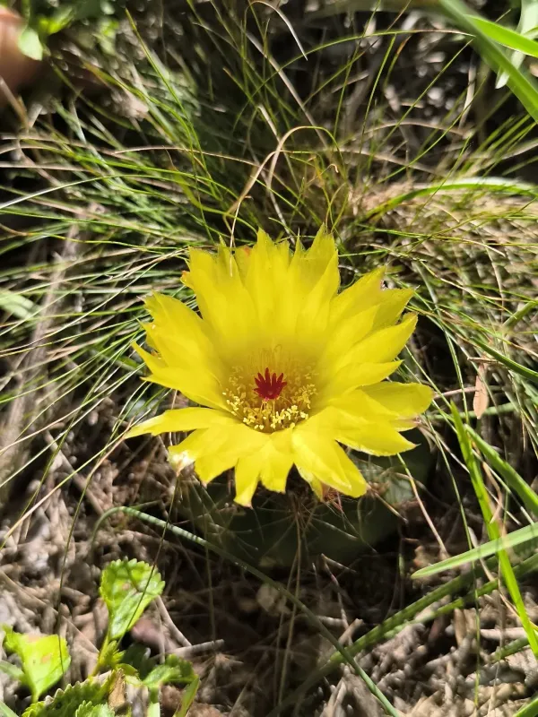 Notocactus ottonis