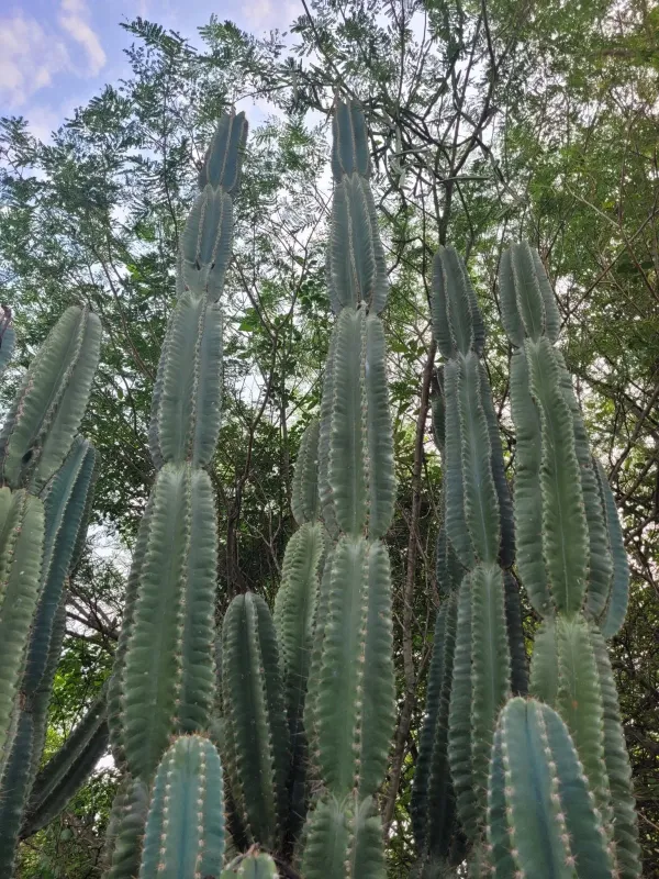 Cereus hexagonus