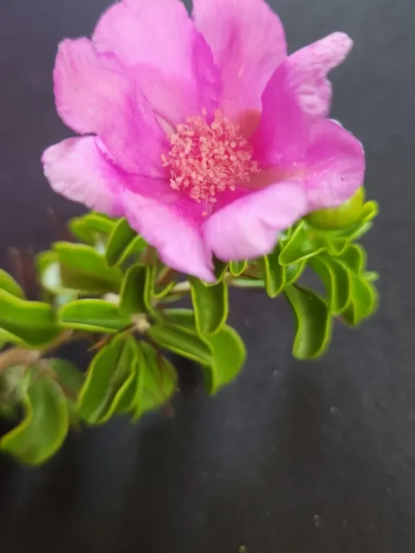 Leuenbergeria portulacifolia