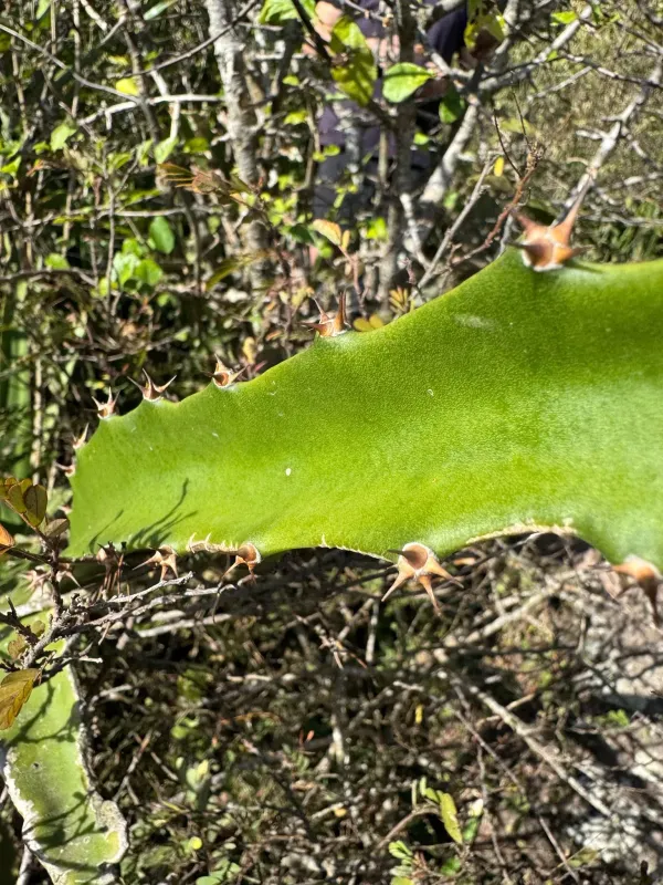 Selenicereus triangularis