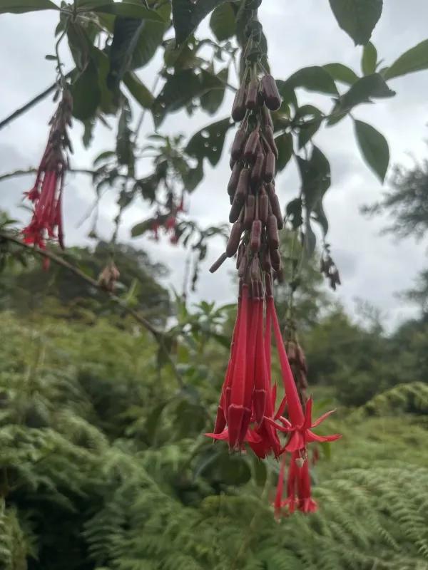 Bolivian fuchsia