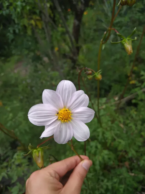 Dahlia merckii
