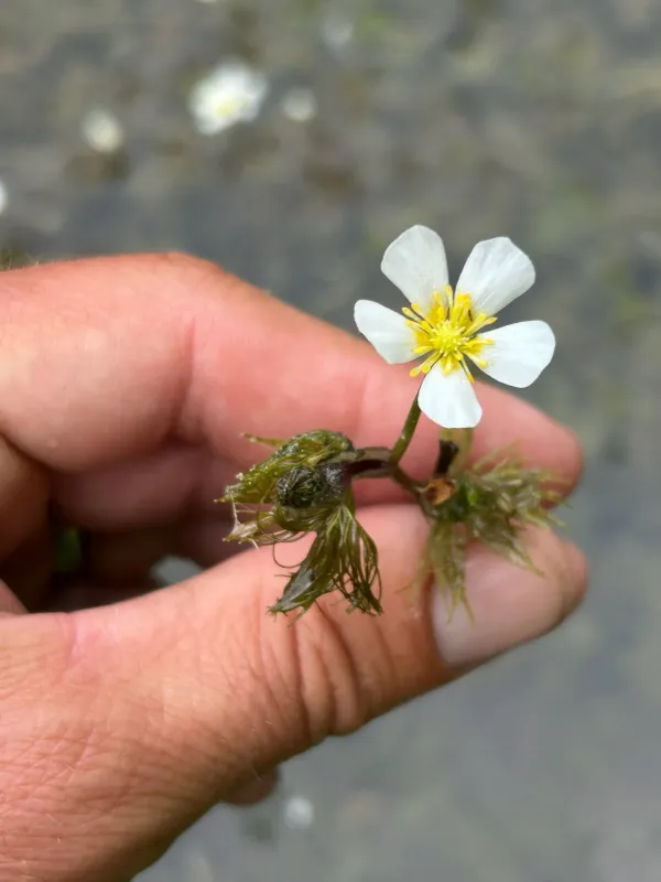 Stiff water crowfoot