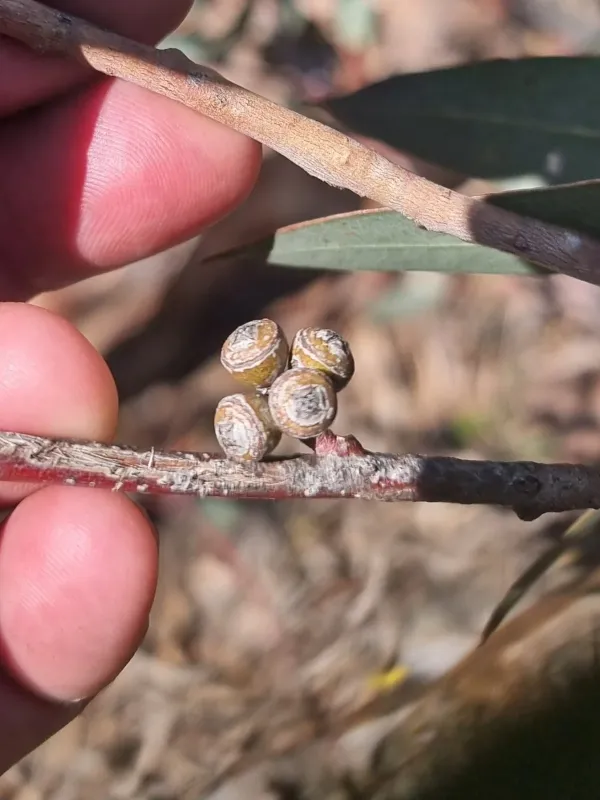Tumbledown gum