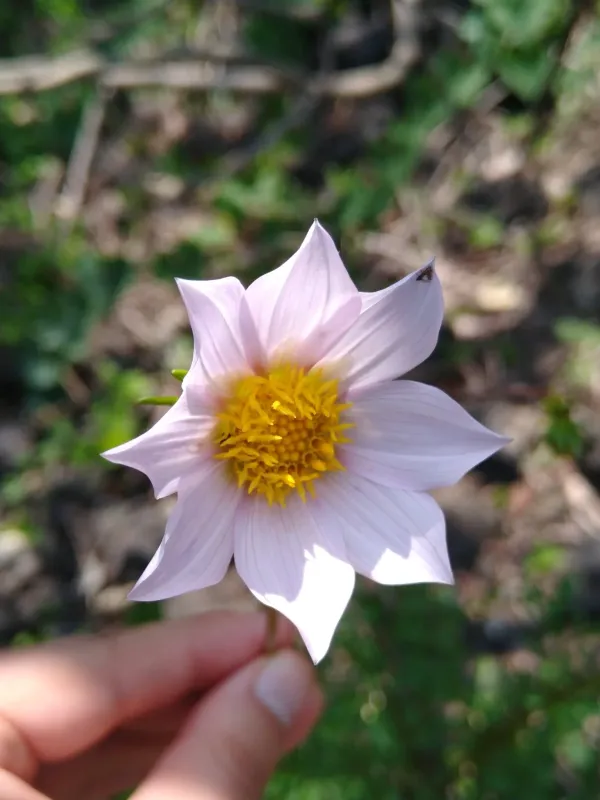 Dahlia merckii