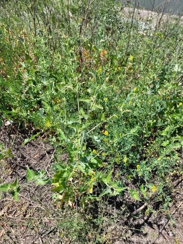 Atriplex aucheri