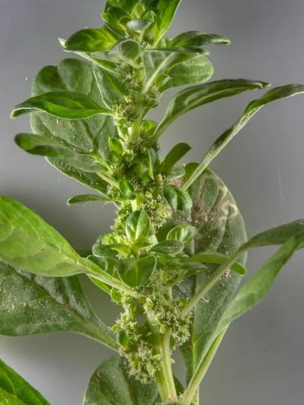 Thellung's amaranth