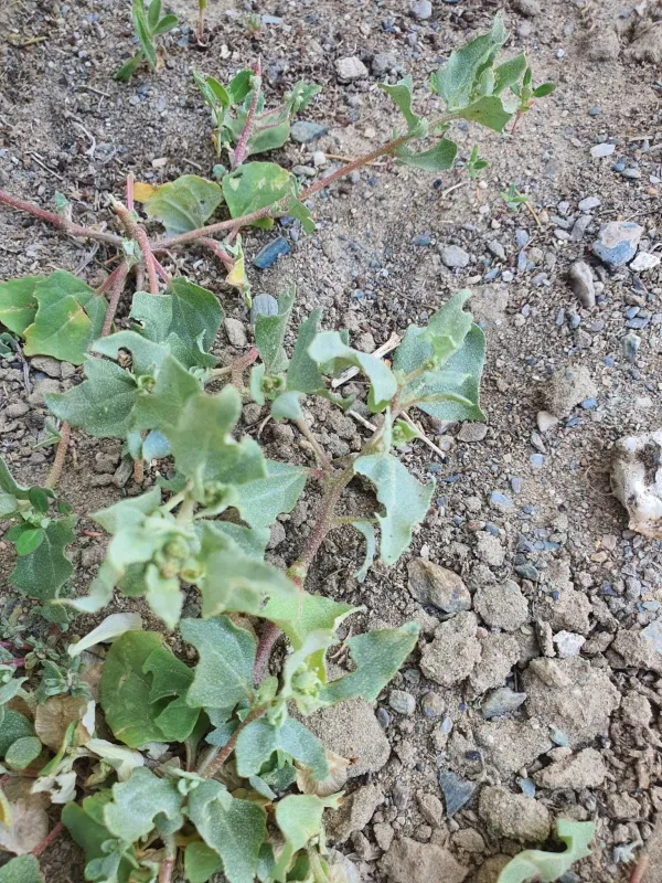 Siberian orach