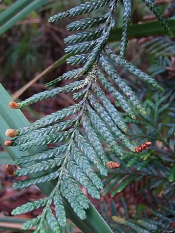Libocedrus yateensis