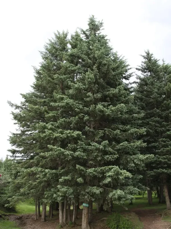 Qinghai spruce