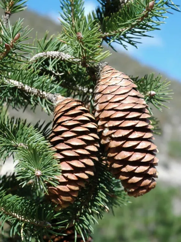 Martinez spruce