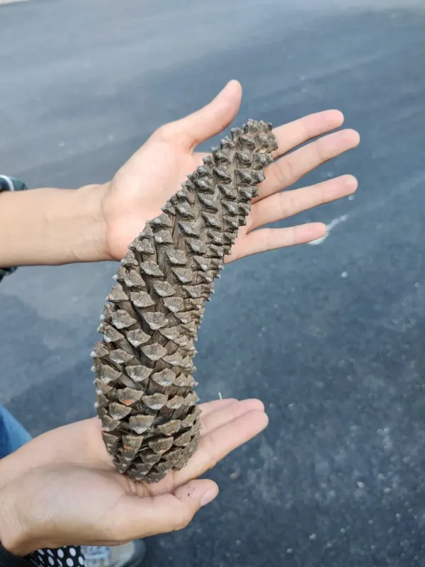 Devon pine