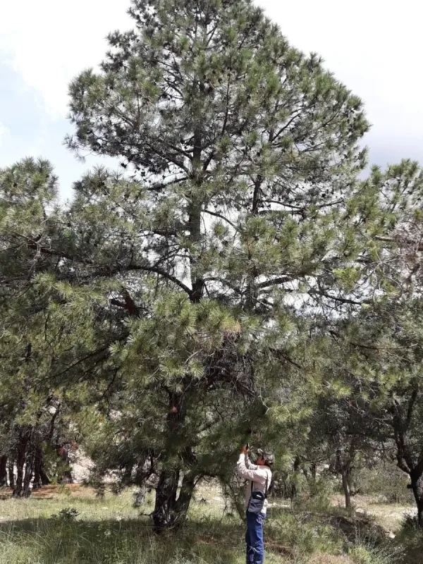 Lawson pine