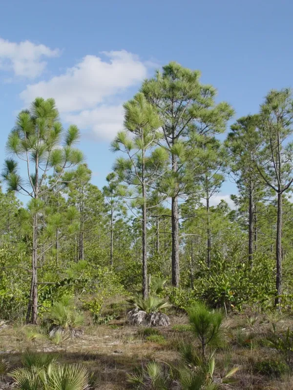 Tropical pine