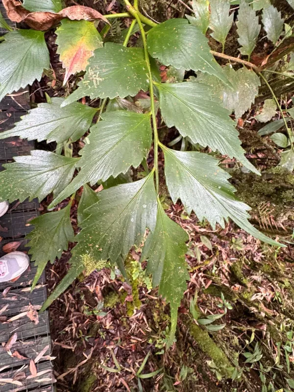 Phyllocladus hypophyllus