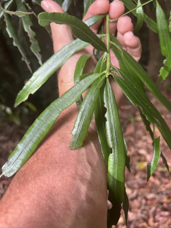 Sundacarpus amarus