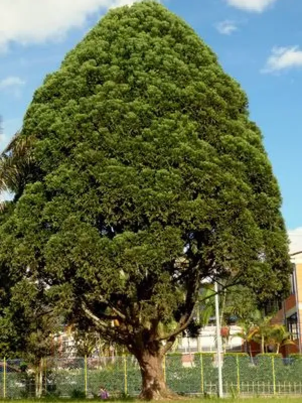 Retrophyllum rospigliosii
