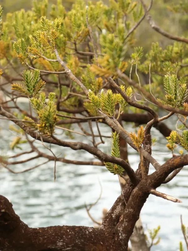 Small-leafed Podocarp