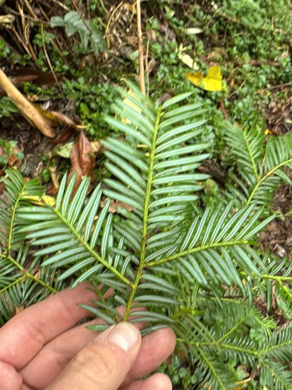 Prumnopitys standleyi