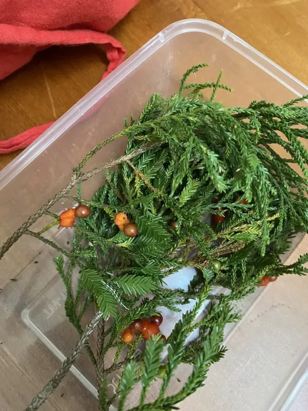 Dacrycarpus imbricatus