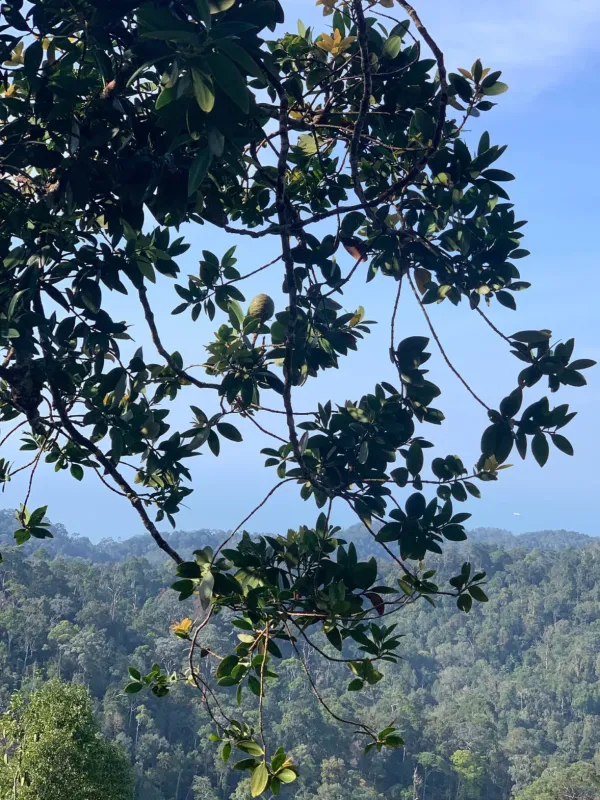 Agathis borneensis