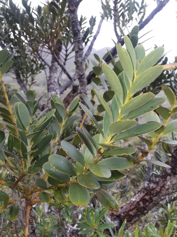 Agathis ovata