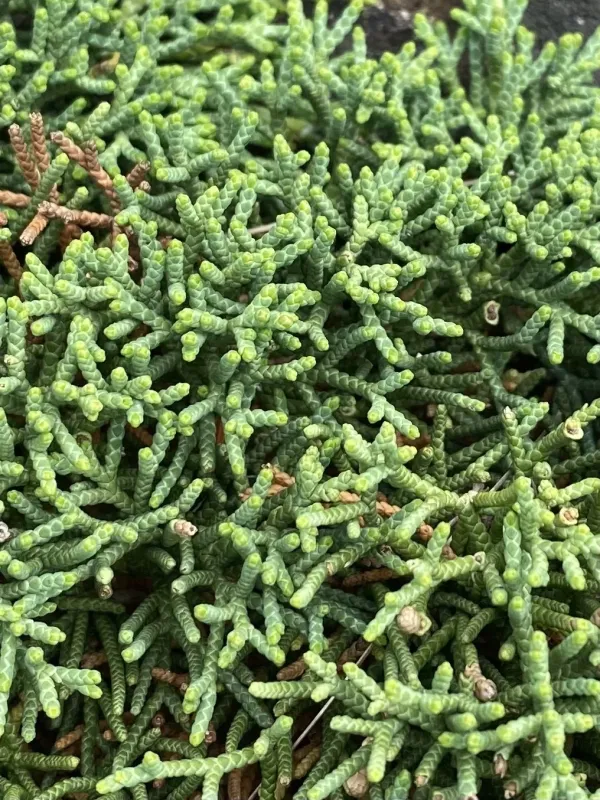Sargent's juniper