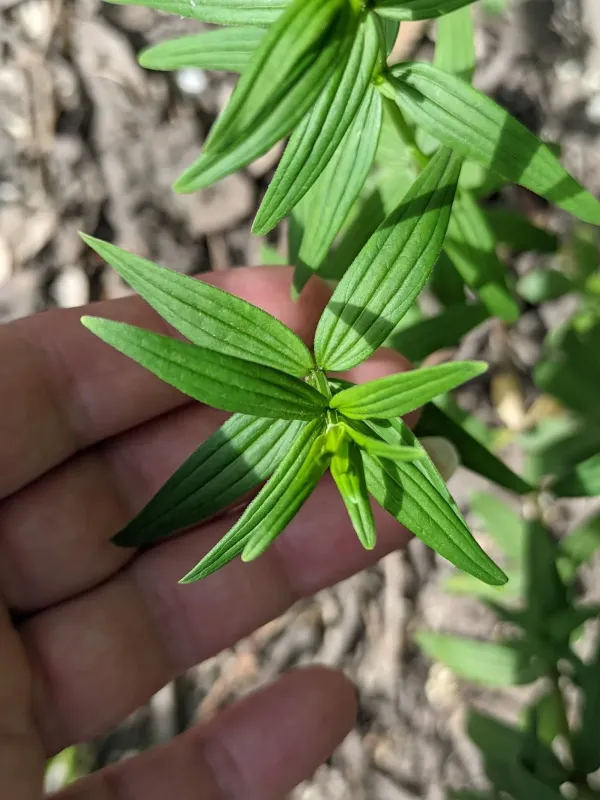 Galium rubioides