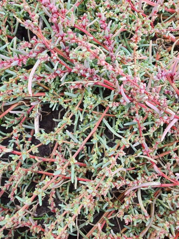 Suaeda acuminata