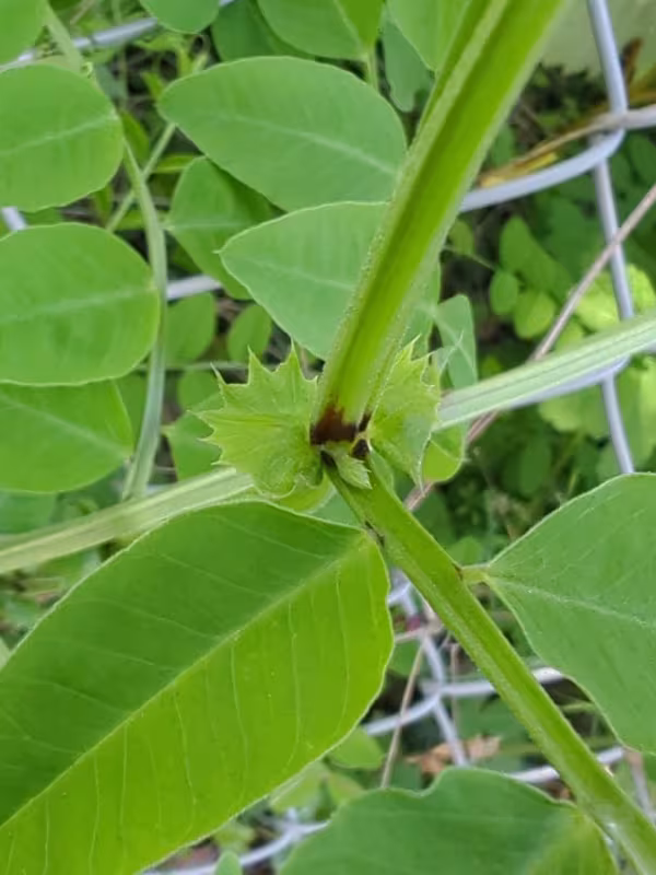 Wood vetch