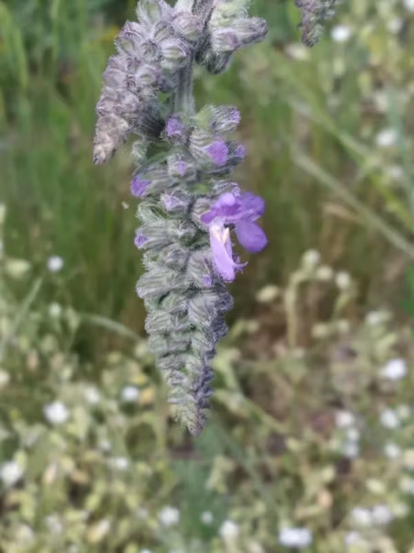 Nodding sage