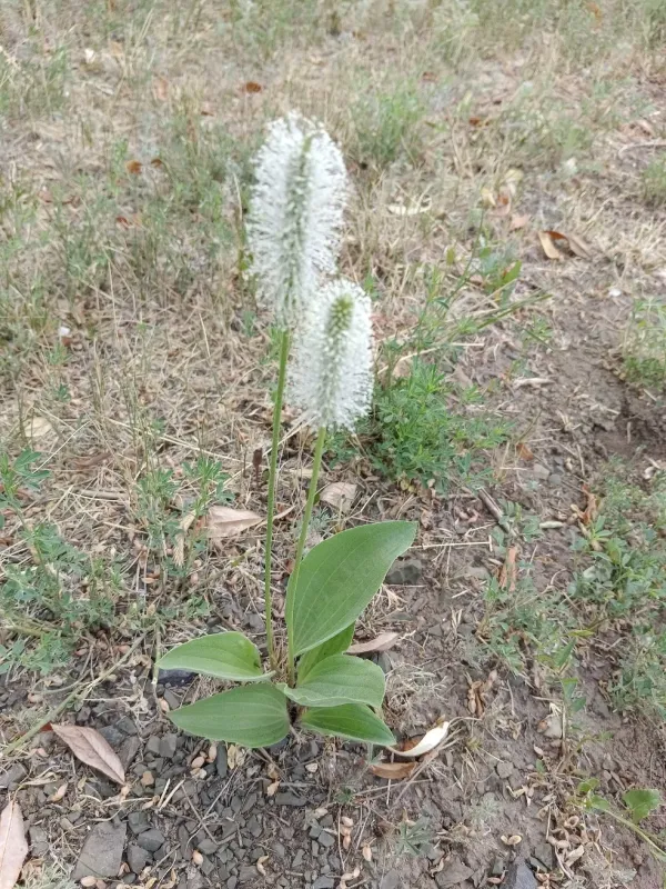 Plantago maxima