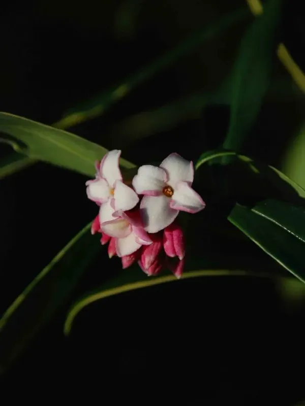 Daphne hybrid