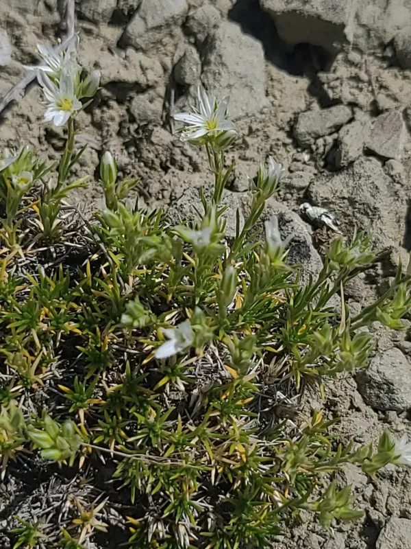 Hooker's sandwort