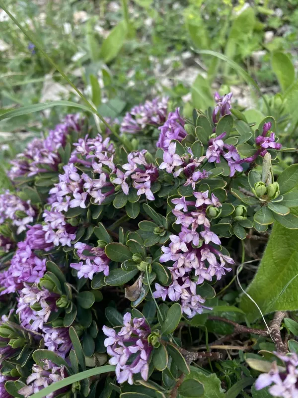 Daphne circassica