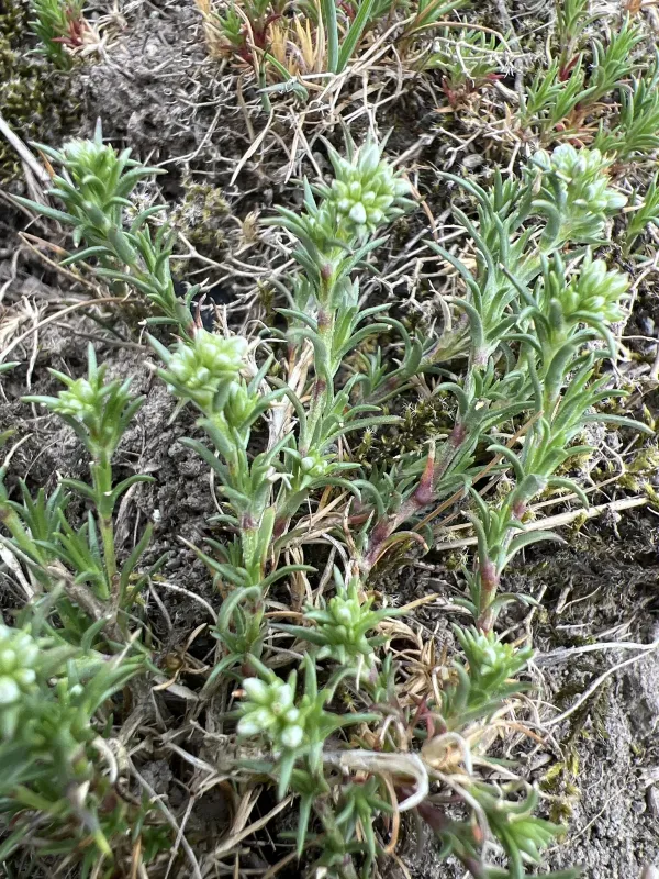 Perennial Knawel